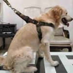 Woofy Military Print Padding Harness Set for Maxi and Large Breed - Image 4