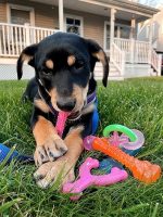 Nylabone Puppy Chew Toy - Image 5